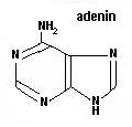 adenin