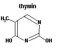 thymin thymin